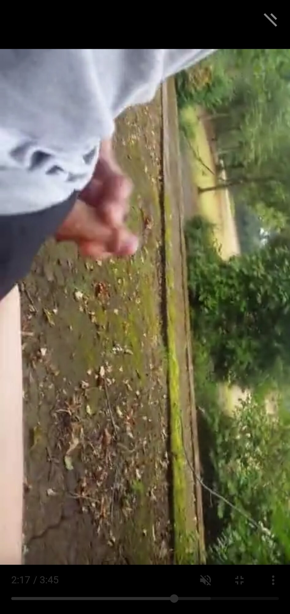 Draussen im Park mit schwanz gespielt #4