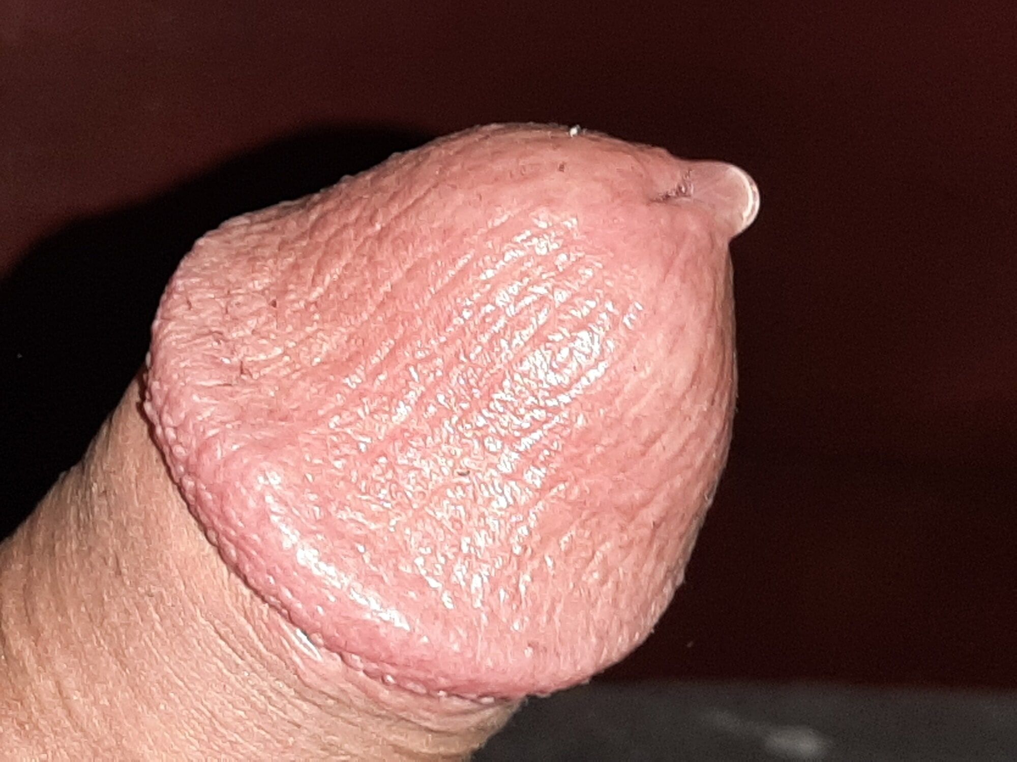 Cock #43