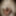 Linda asian ts champagne and big black pearl dildo #27