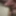 Cock