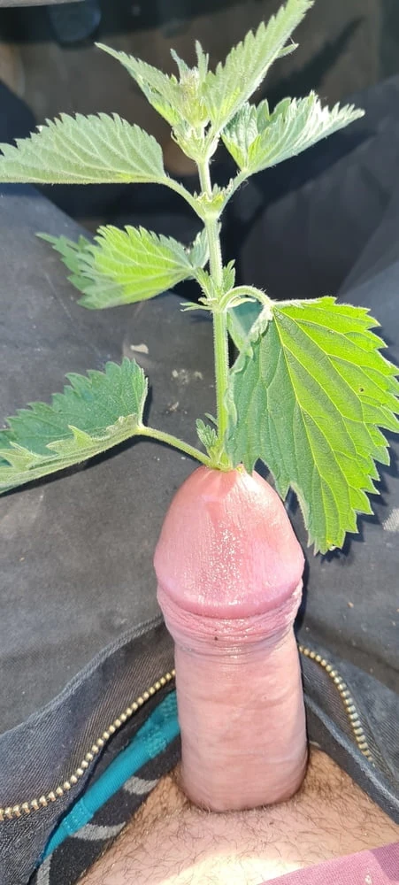 Chastity, pussy, cock, anal 