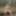 Free Panda Photos