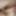 Penis