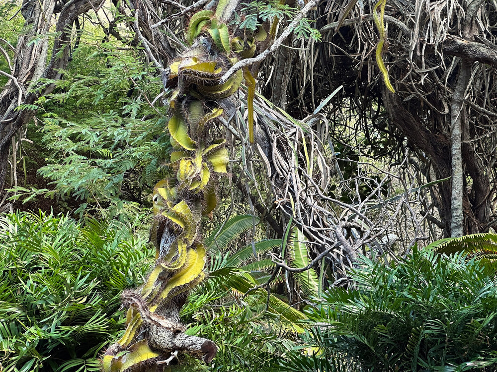 Photos from Hawaii  #52