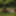 In Forest #33