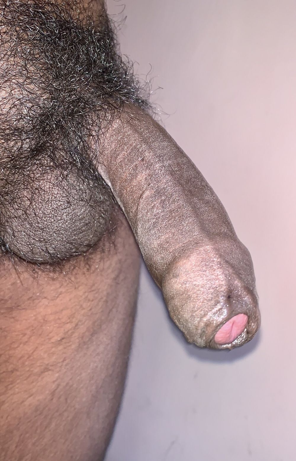 Indian black cock