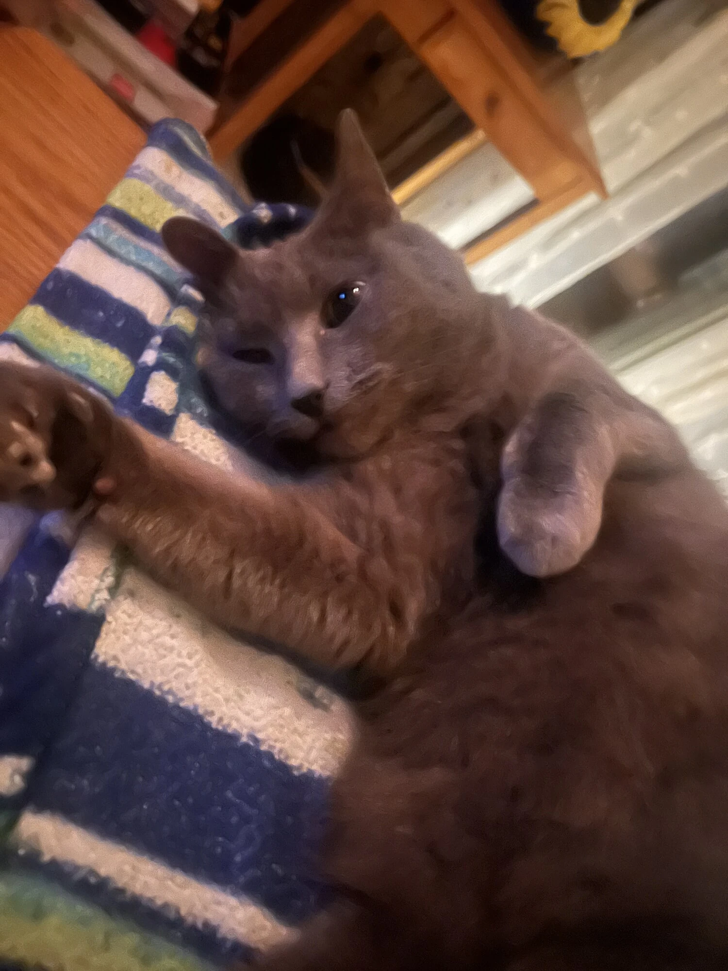 Looking for pussy