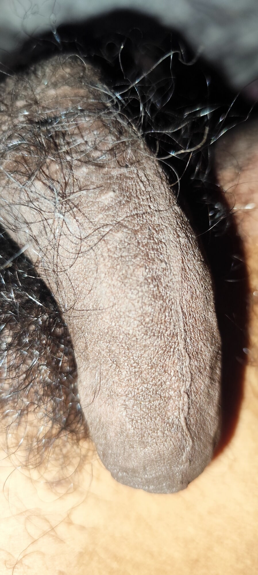 Bull #2