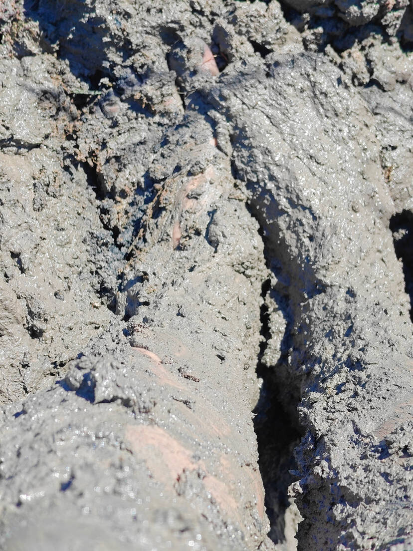 Muddy Feet and Solo #7