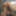 October 15 WEEKLY Video Update to DoggVision VIP Mbrs Area! #4