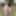 Free Ninik Photos