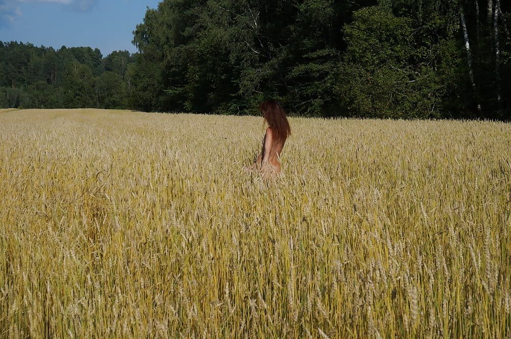 in golden field #16