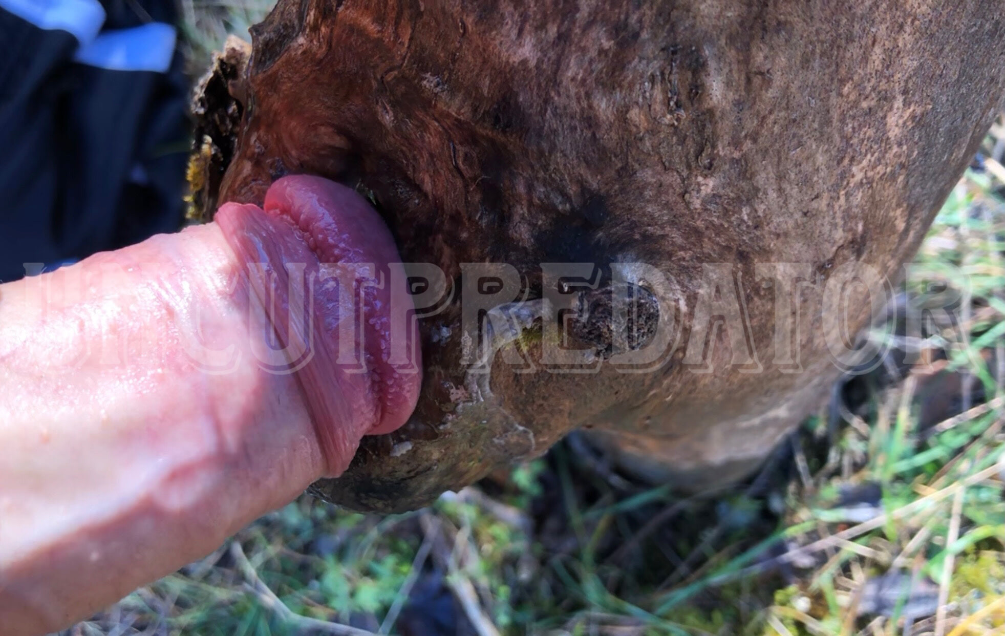 Şişman yarak ağaç deliğini sikiyor