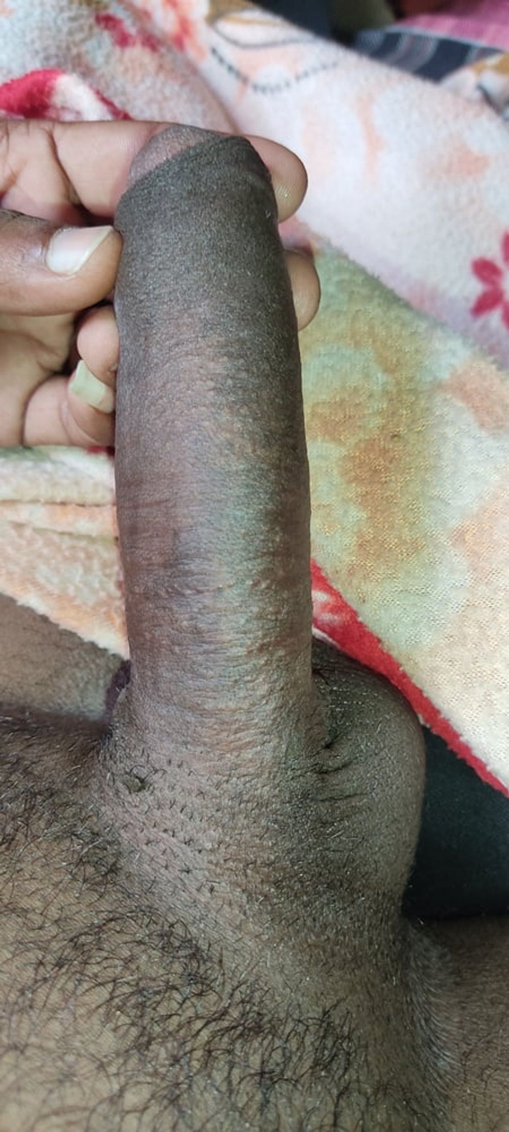 Srilankan cock 