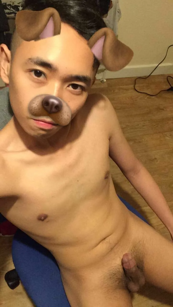 Asian puppy for adoption 