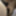 Büyüyen penis 