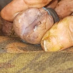 Tiny cock 