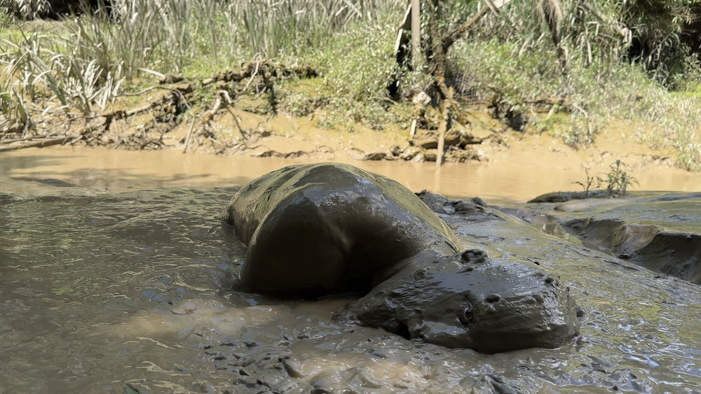 SHOT - MUD MOUTH #32