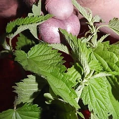 CBT Nettle pain