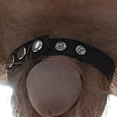 Cock exposed