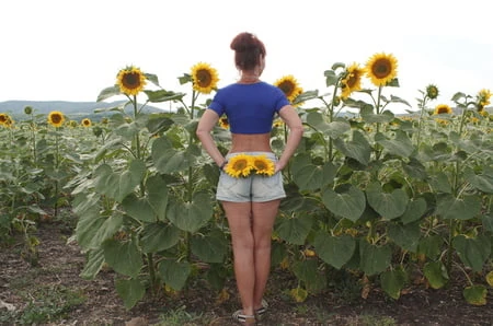 sunflowers         