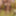 Girlfriend in stockings gets double penetrated hard