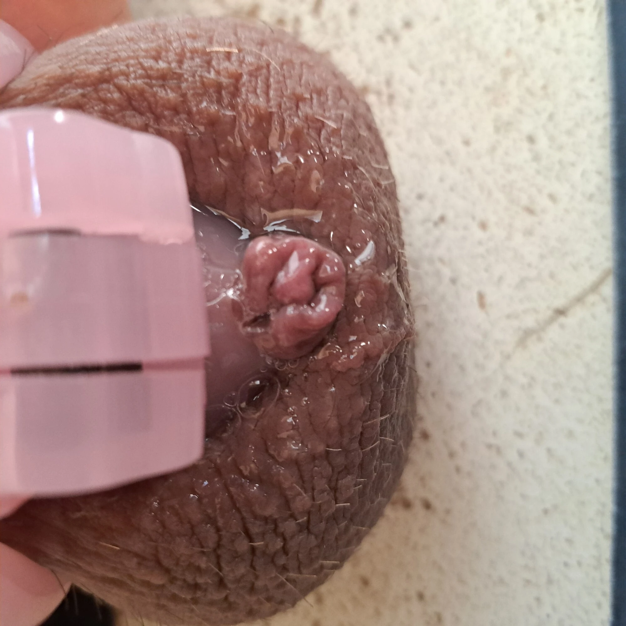Dick in chastity #15