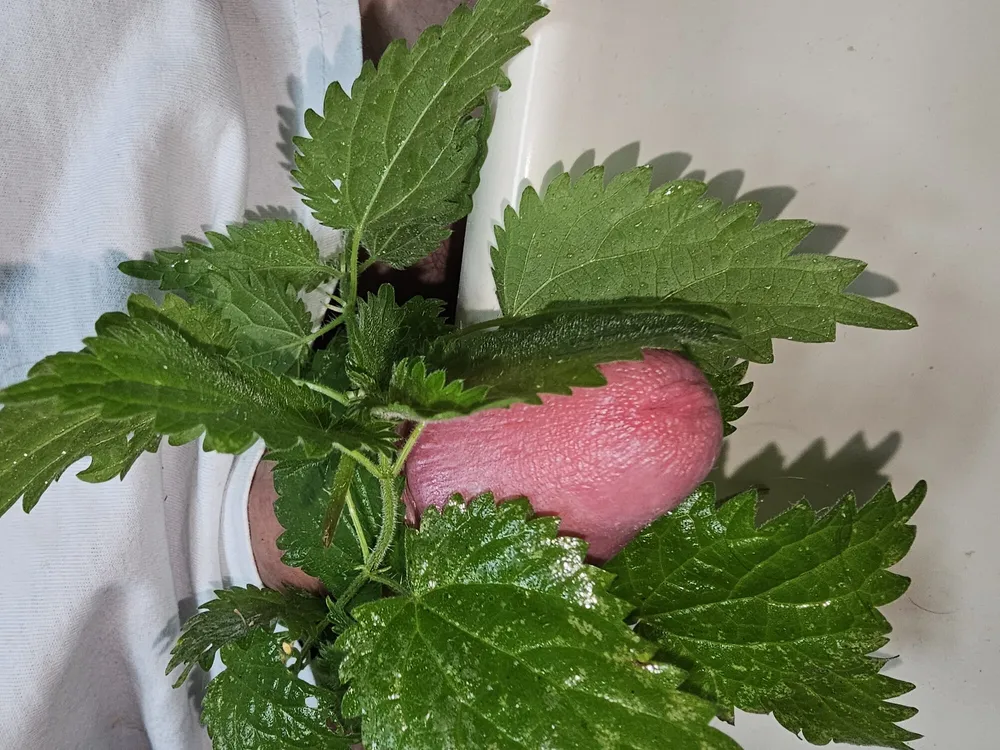 Nettle Fun #5