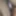 Kedi 