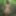 Forest Undressed