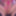 Big cock TGirl masturbation in pink 
