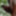 The cock in the forest #2