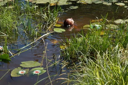 nude in lazy river         