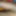 Long coock 
