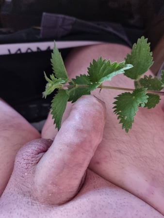 nettle sting
