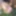 Desi boy's penis is very thick and very long.