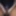 Tamil girl dress masturbationin big black cock