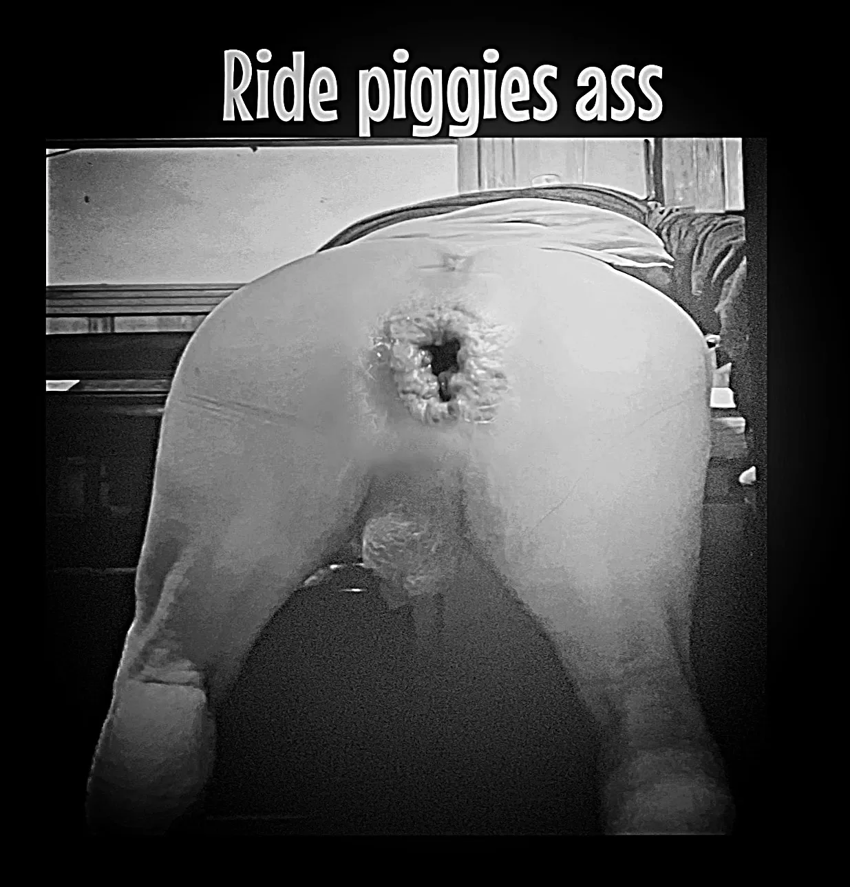 Piggies asshole  in black & white photo