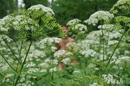 in white flowers           