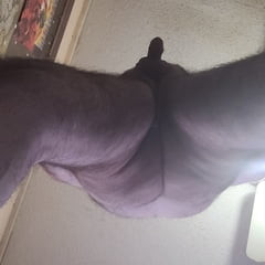Undercarriage