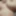 A Heavy Load Of Cum On Massive Tits After A Sloppy Blowjob
