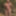 Dog naked in public oark