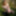 Flashing in the woods Stockings and Suspenders #34