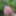 Got punished with nettle (macro photo)