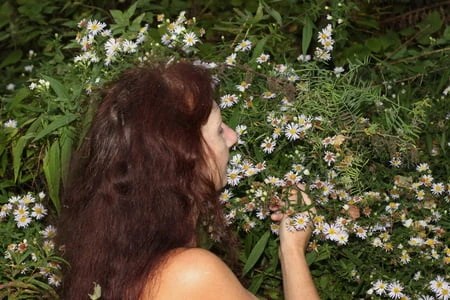 in autumn daisies         