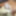 私の美しいコックの古い写真