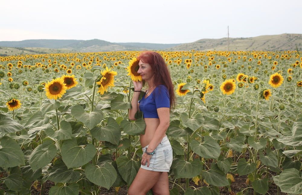 Sunflowers #15