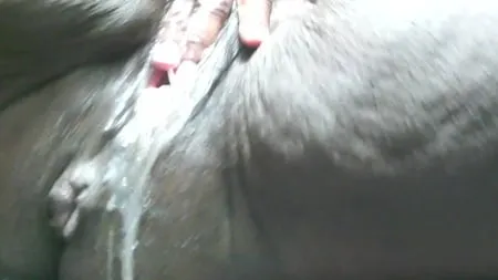 his queen sugas squirting big clit ebony pussy         