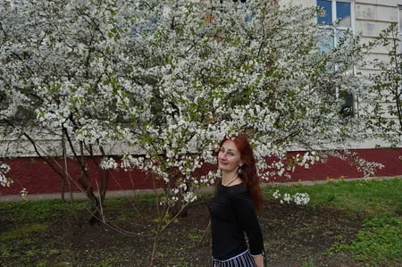 in white cherry flowers         