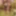 Girlfriend in stockings gets double penetrated hard